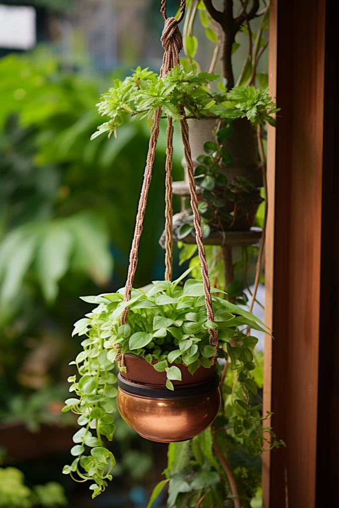 A plant suspended from a hanging planter, providing easy access for maintenance.