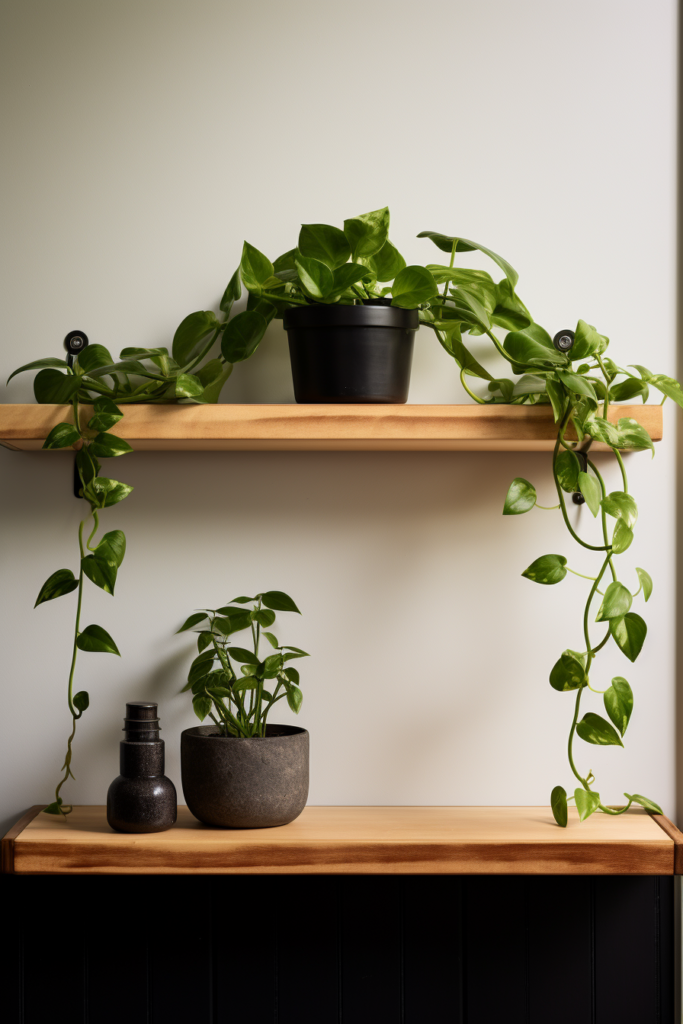 Rustic ivy growing on a wooden shelf with timeless charm.